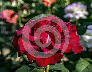 Red rose on a summer morning drops dew love close-up