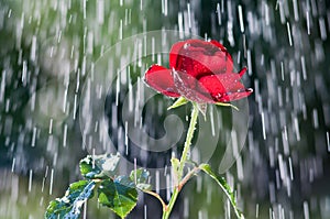 Red Rose in the summer rain