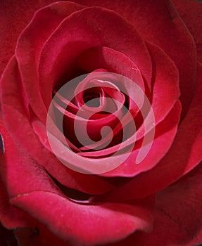 Červená ruža 