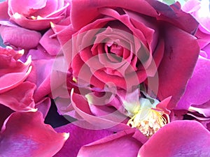 Red rose with textured background wallpaper