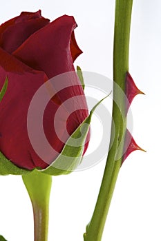 Red Rose with thorn photo