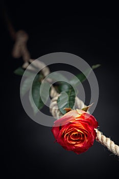 Red rose is tied with a rough rope. The concept of slavery or hostage, restriction of freedom