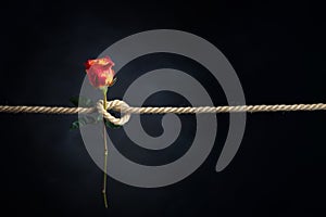 Red rose is tied with a rough rope. The concept of slavery or hostage, restriction of freedom