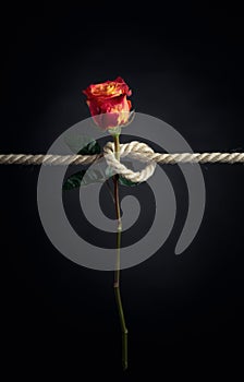 Red rose is tied with a rough rope. The concept of slavery or hostage, restriction of freedom