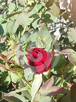 Red rose to good purpose flowers in love simbol