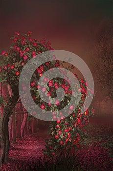 A red rose tree in the dark, path with red leaves, dark red background, Fantasy Mistery Road