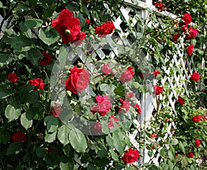 Red Rose Trellis