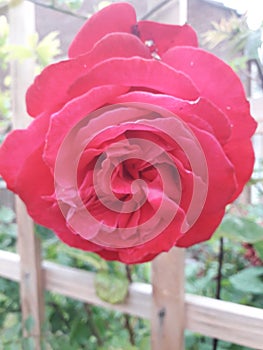 Red Rose With Trellis in the Background