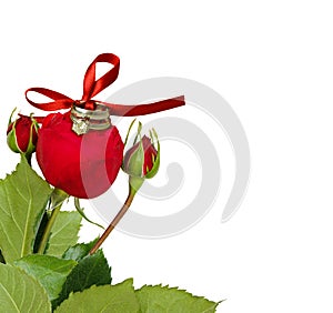 Red rose and two golden rings tied with silk ribbon bow