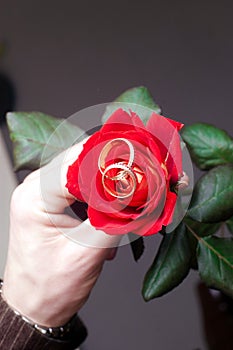 Red rose with two weddings rings