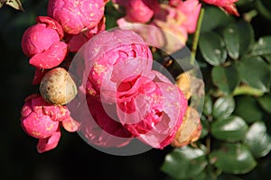 Red rose type Pomponella in the rosarium in Boskoop