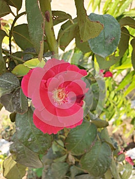 Red rose type on road side