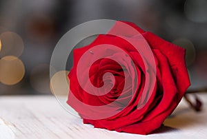 red rose for Valentine background