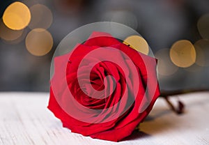 red rose for Valentine background