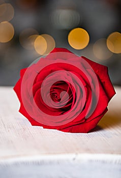 red rose for Valentine background