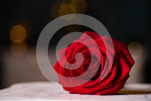 red rose for Valentine background