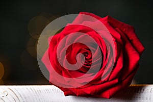 red rose for Valentine background