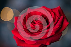 red rose for Valentine background