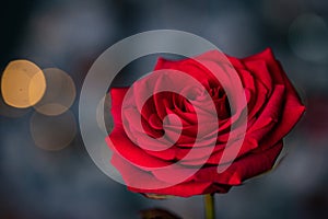 red rose for Valentine background