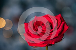 red rose for Valentine background