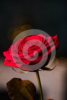 red rose for Valentine background