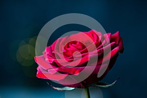 red rose for Valentine background