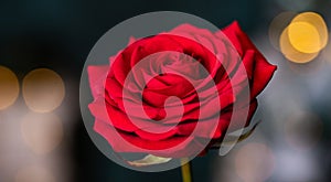 red rose for Valentine background