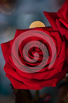 red rose for Valentine background