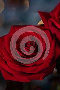 red rose for Valentine background