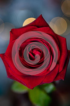 red rose for Valentine background