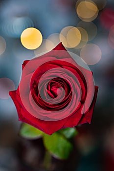 red rose for Valentine background