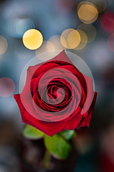 red rose for Valentine background