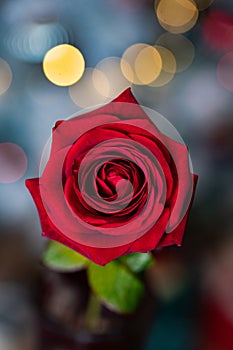 red rose for Valentine background