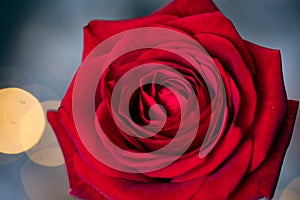 red rose for Valentine background