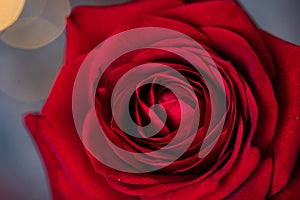 red rose for Valentine background