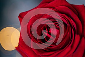 red rose for Valentine background