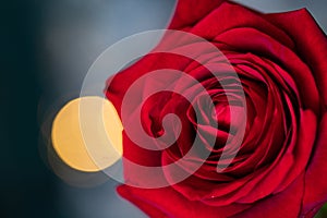 red rose for Valentine background