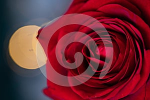 red rose for Valentine background