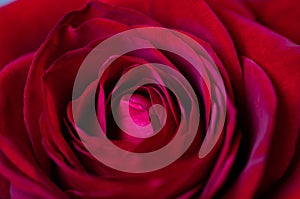 red rose for Valentine background