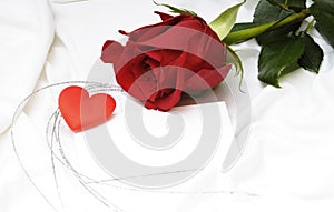 Red rose for Valentine`s day