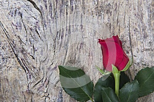 Red rose for Valentine`s day