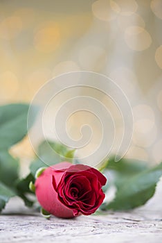 Red rose for Valentine`s day