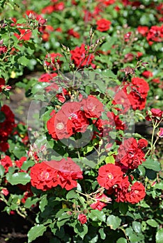 Red Rose variety Roter Korsaar flowering in a garden