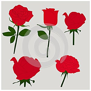 Red rose vector art work