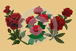 Red rose Vector mawar Vector flower rose