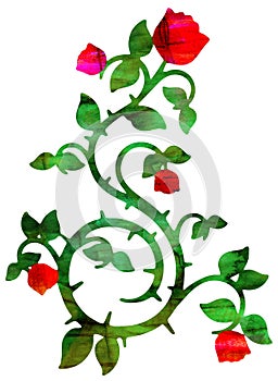 Red Rose Vine Illustration