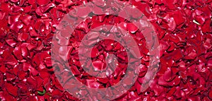 Red rose wallpaper