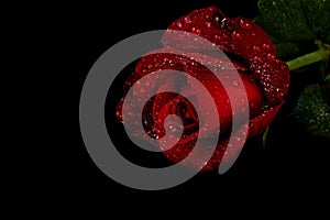 Red rose with water droplets - black background