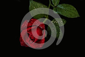 Red rose with water droplets - black background