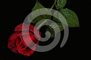 Red rose with water droplets - black background